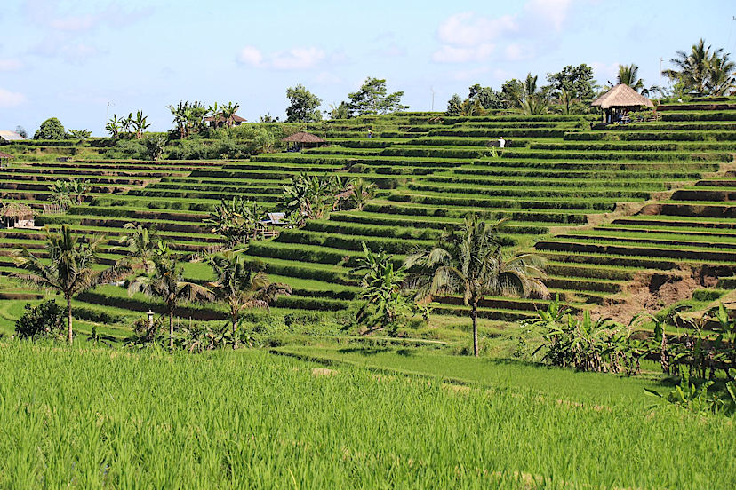 Jatiluwih Rice Terraces