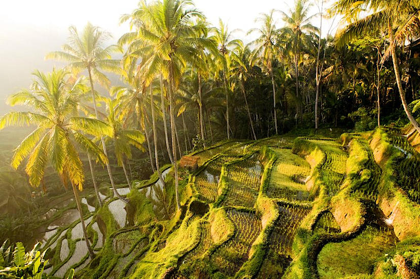 Exclusive Ubud Tour