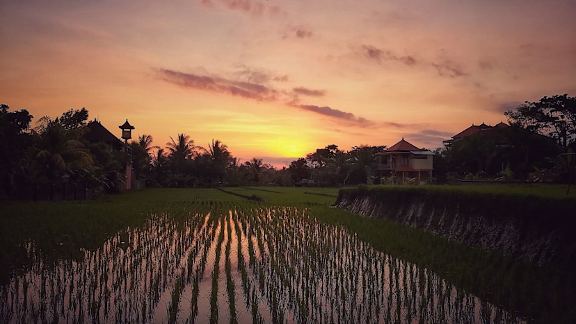 Rice Field at Golden Hour