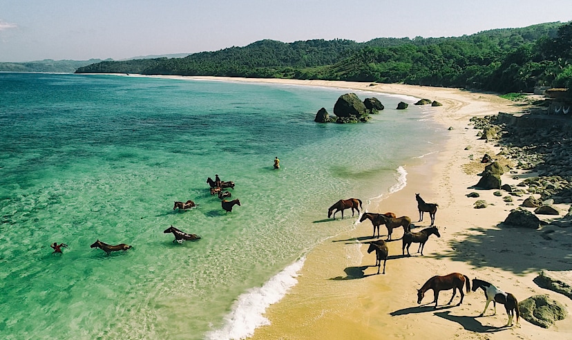 Horse Race at NIHI Beach