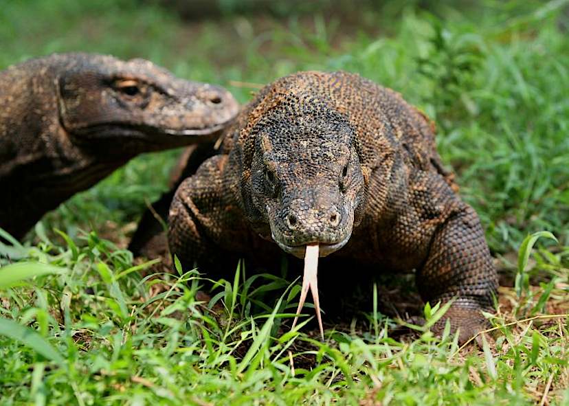 Komodo Dragon Viewing