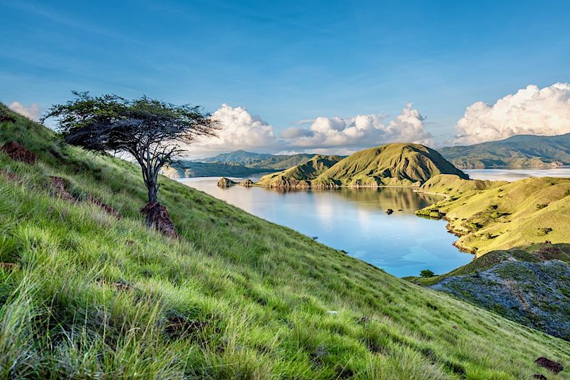 Komodo