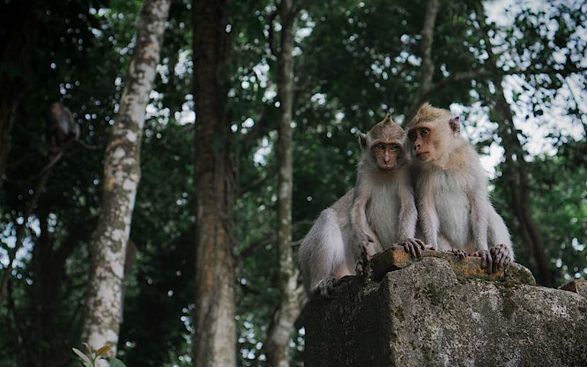Monkeys