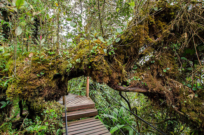 Gunung Brinchang
