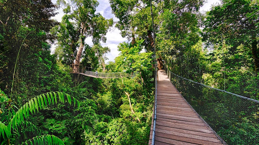 Treetop Hiking
