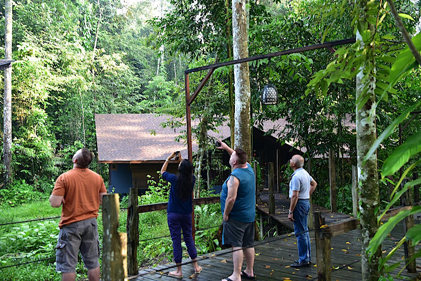 Hornbill Boardwalk