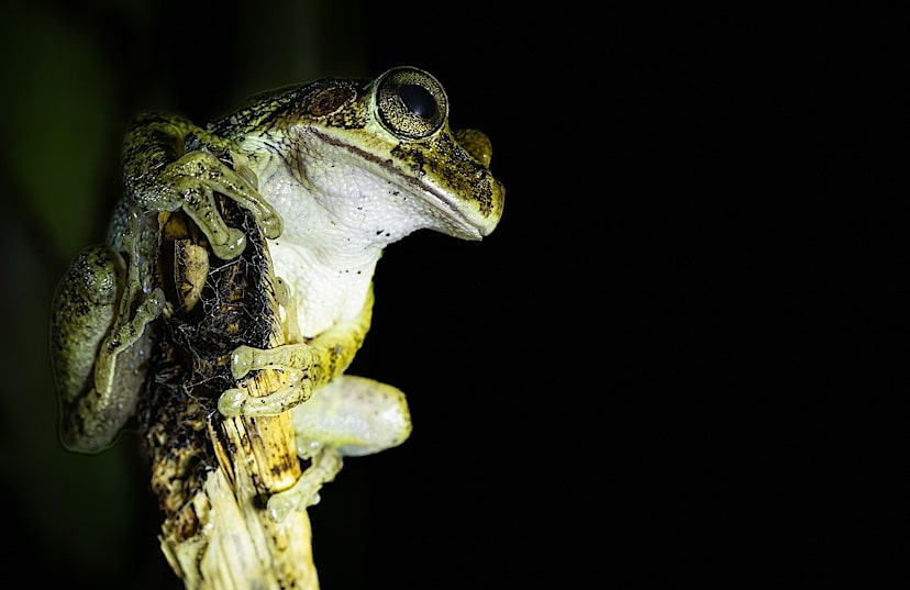 Tree Frog