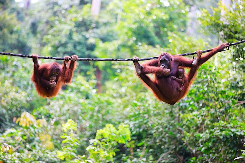 DANUM VALLEY NATURE RESERVE TO LAHAD DATU TO SANDAKAN TO KINABATANGAN RIVER