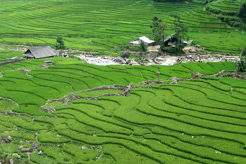 Sapa Fields