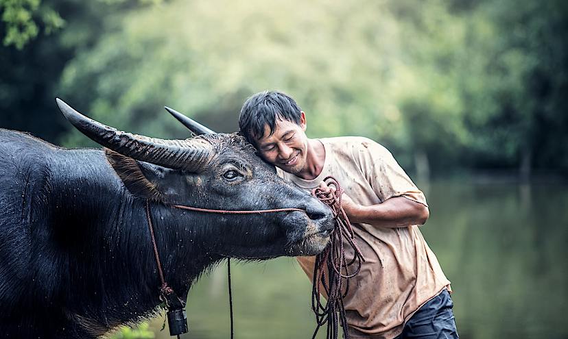 Thai Countryside