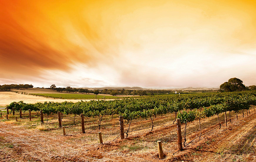 Barossa Valley