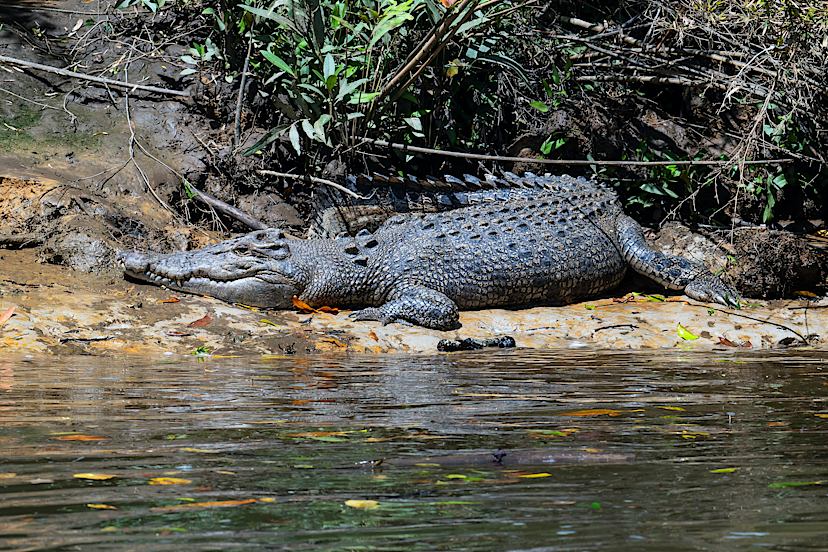 Daintree Riverbank