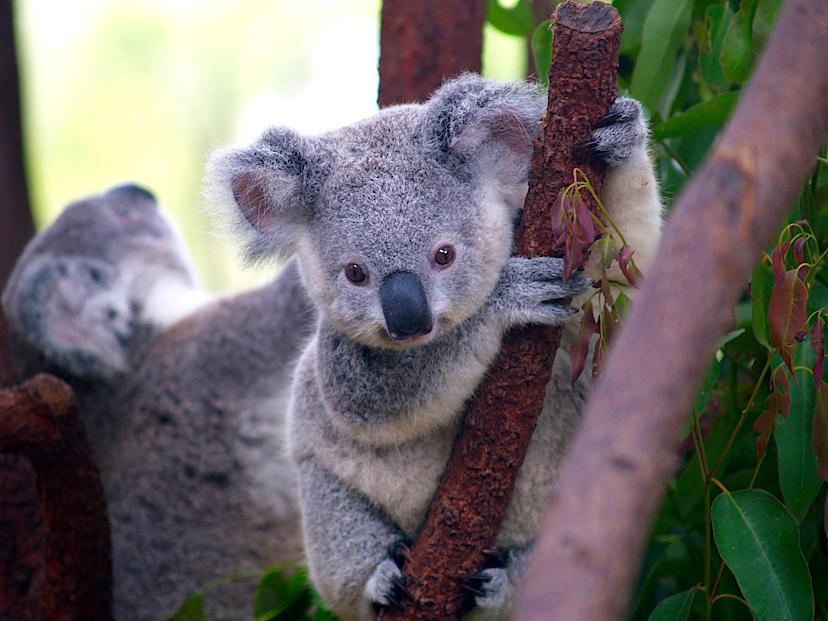Koalas
