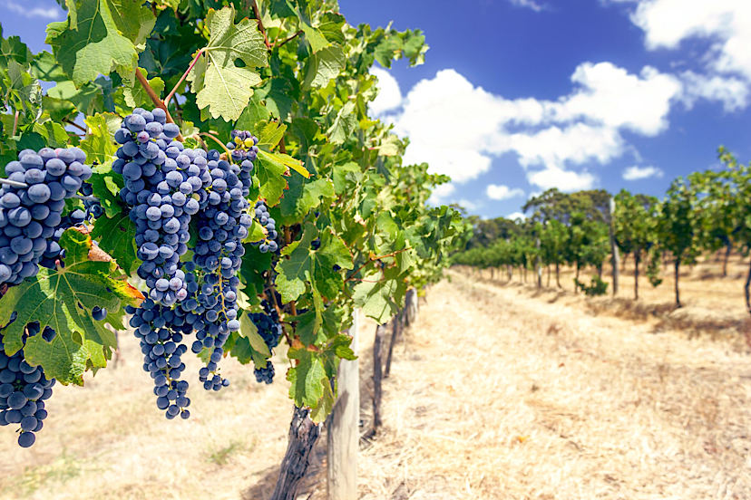 Mornington Pensinsula Vineyard