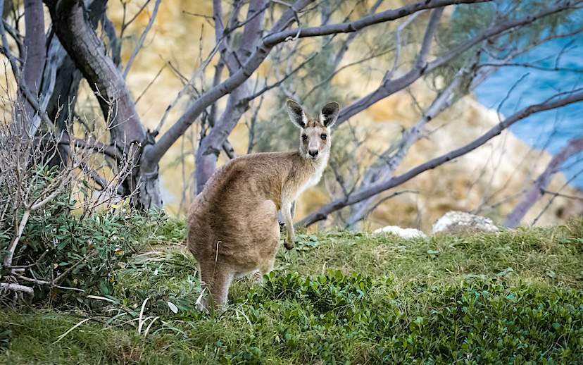 Kangaroo Spotting