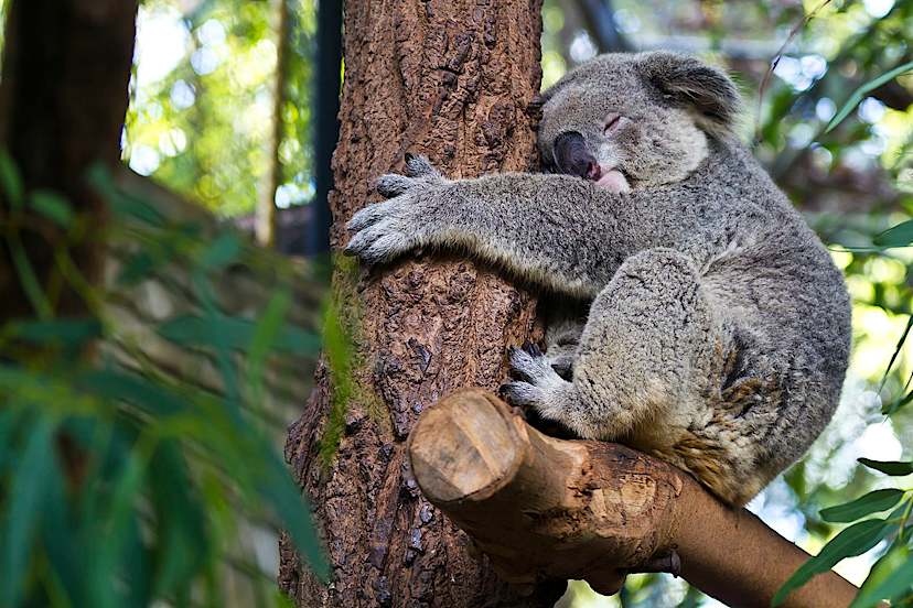 Koala