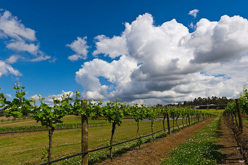 Vineyards