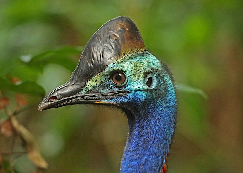 Daintree Wildlife