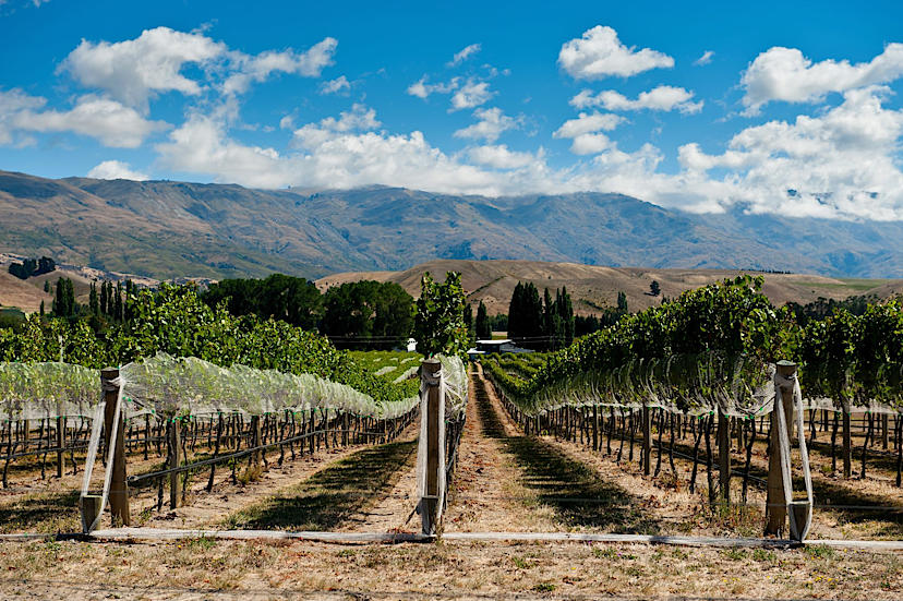 Gibbston Valley Vineyard