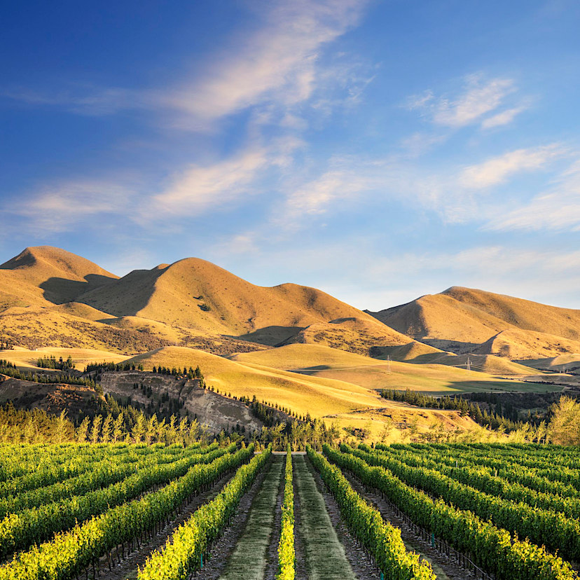 Waipara Vineyard