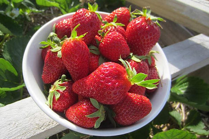 farmers market