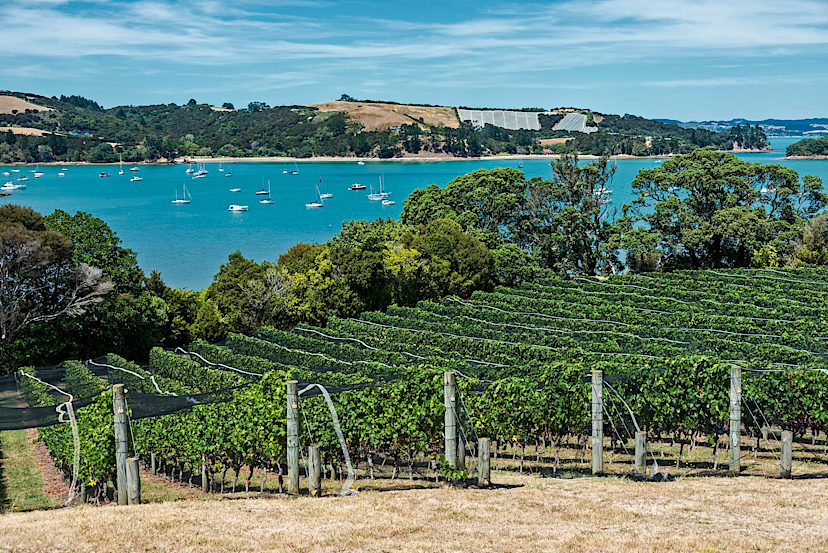 Waiheke Island Vineyard