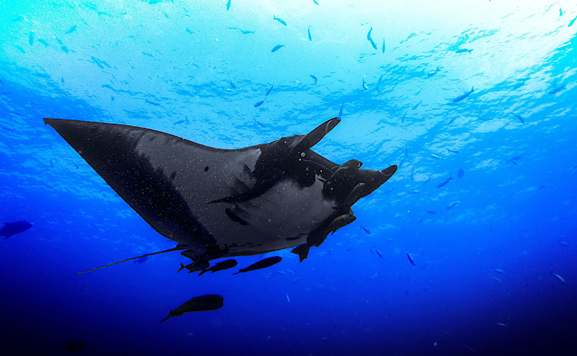 Manta Ray