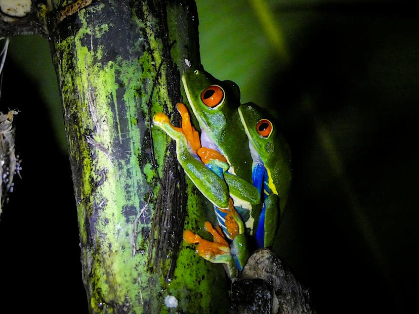 Red-Eyed Tree Frogs