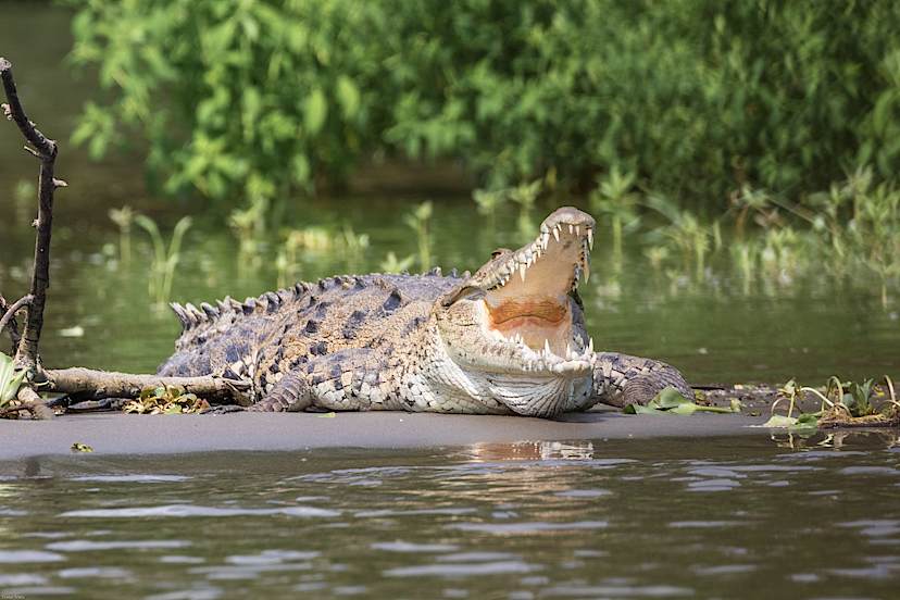Crocodile Boat Tour