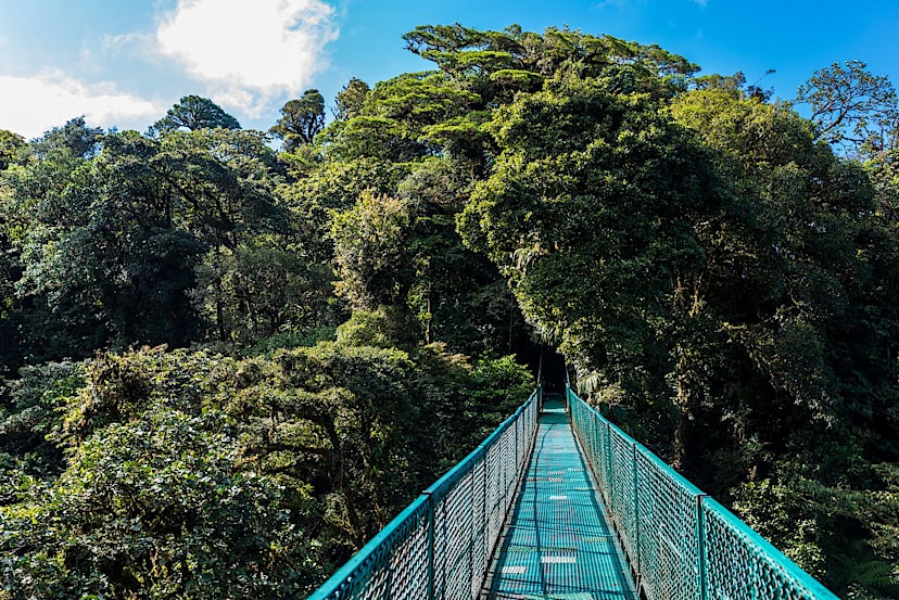 Hanging Bridges in Cloudforest