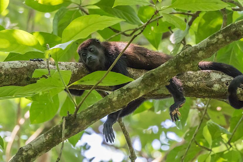 Howler Monkey