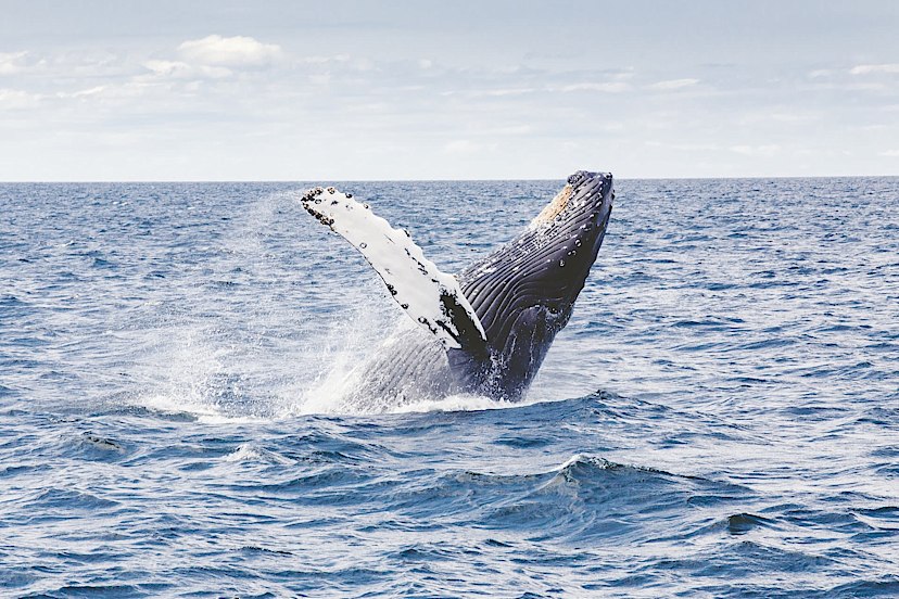 Whale Watching Excursion