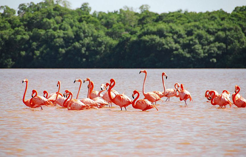 Celestun Iconic Flamingos
