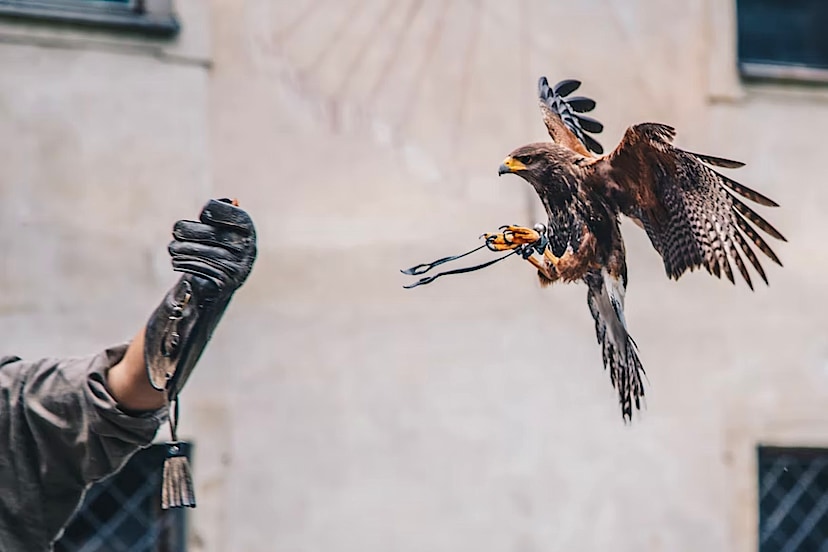 Falcon Hospital