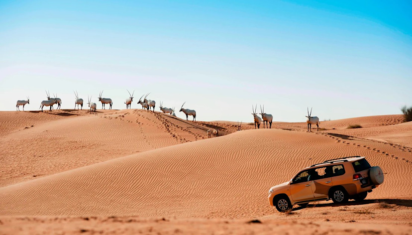 Desert Drive, Al Maha