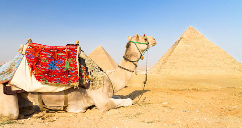 Camel At Pryamids Of Giza