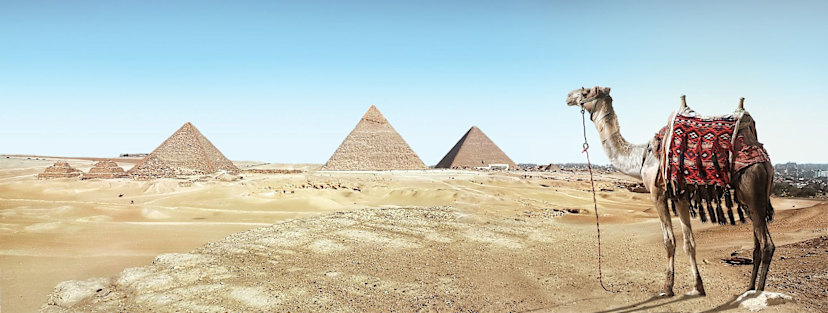 Camel Ride in Giza