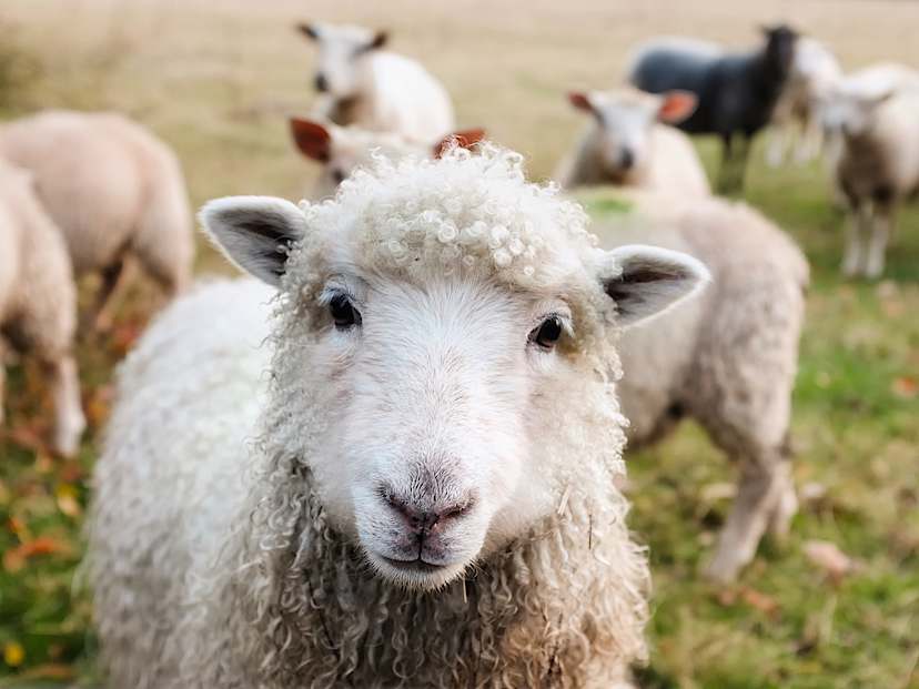 Sheepdog Farm Experience