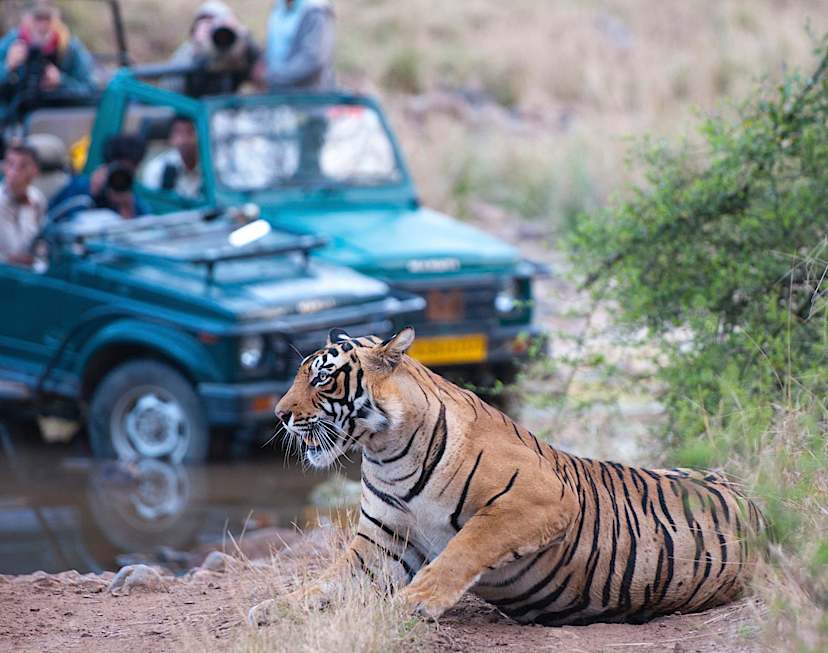 Bengal Tiger in Bandhavgarh National Park
