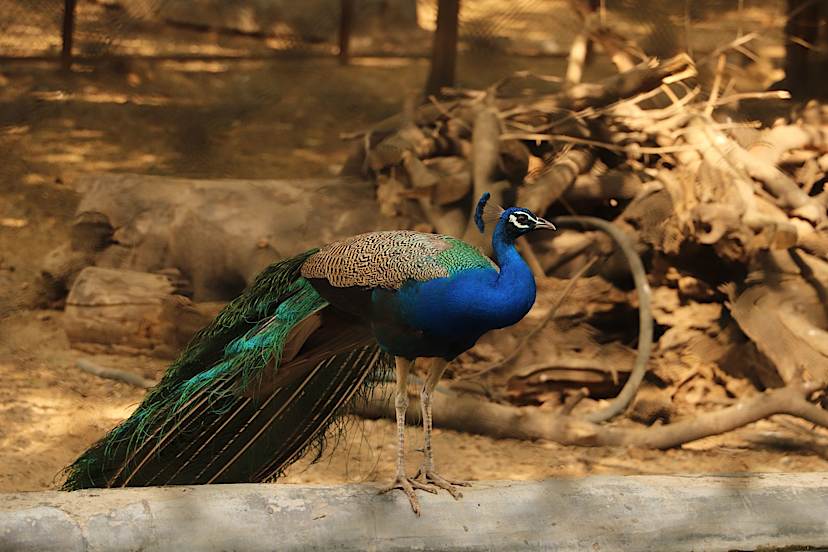 delhi peacock perched