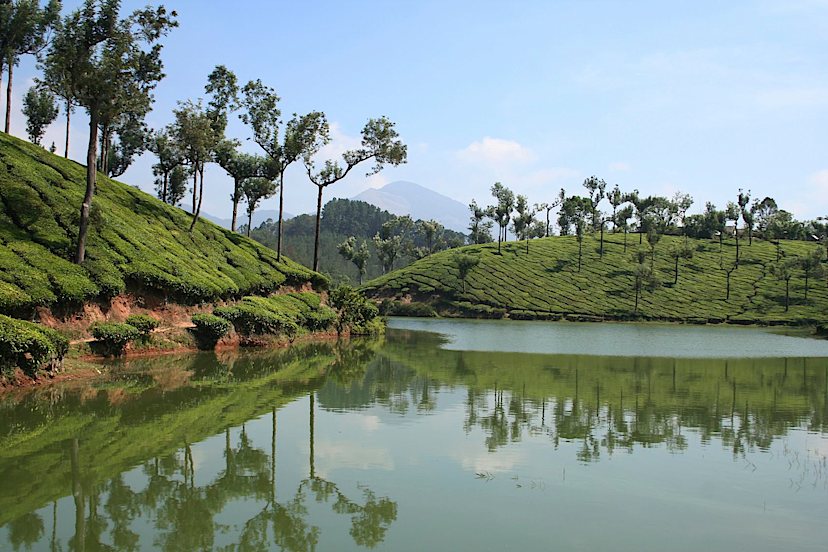 Tea Plantation
