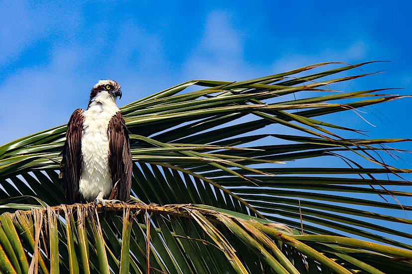 Osprey