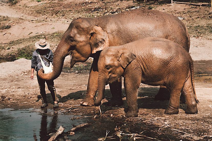 Asians Elephant Pond