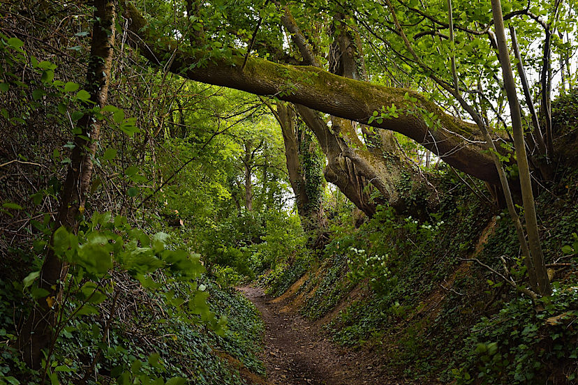 Nature Walk