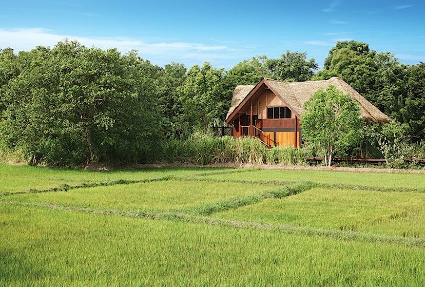 Paddy Dwelling