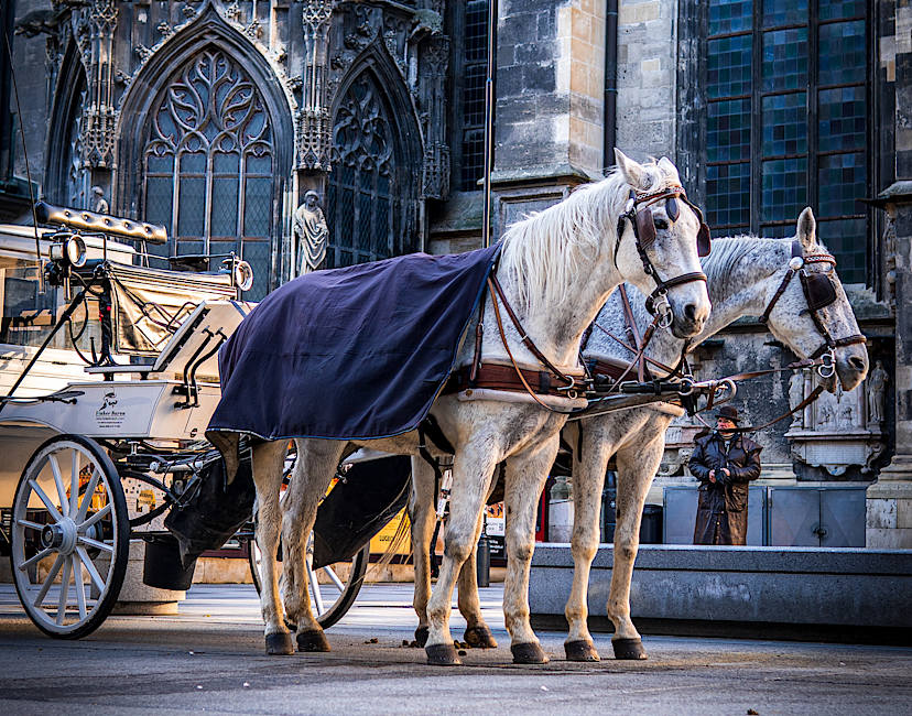 Horse Carriage Ride