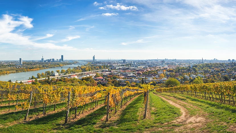 Vineyards in Vienna