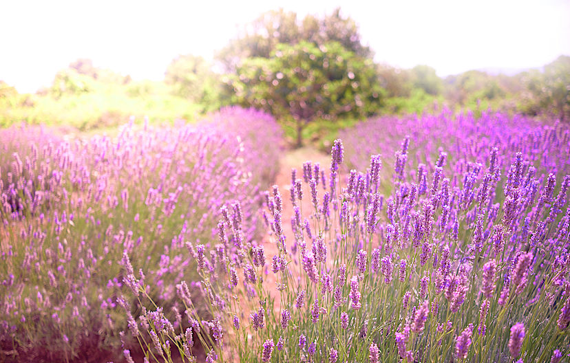 Hvar Lavender