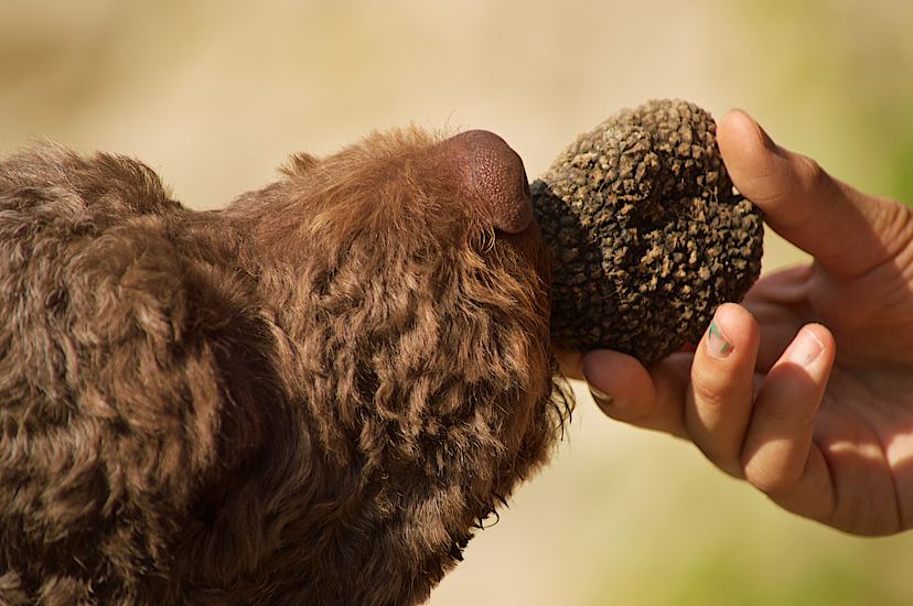 Truffle Hunting