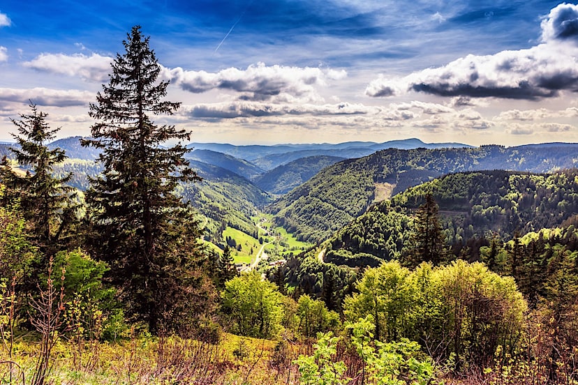Black Forest